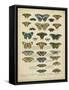 Tabula De Papilio-Sloan-Framed Stretched Canvas