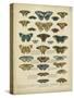 Tabula De Papilio-Sloan-Stretched Canvas