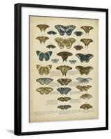 Tabula De Papilio-Sloan-Framed Art Print