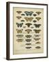 Tabula De Papilio-Sloan-Framed Art Print