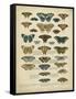 Tabula De Papilio-Sloan-Framed Stretched Canvas