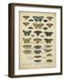 Tabula De Papilio-Sloan-Framed Art Print