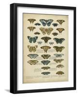 Tabula De Papilio-Sloan-Framed Art Print