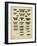 Tabula De Papilio-Sloan-Framed Art Print