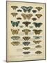 Tabula De Papilio-Sloan-Mounted Art Print