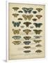 Tabula De Papilio-Sloan-Framed Art Print