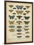 Tabula De Papilio-Sloan-Framed Art Print