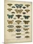 Tabula De Papilio-Sloan-Mounted Art Print