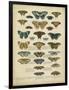 Tabula De Papilio-Sloan-Framed Art Print