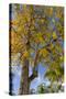 Tabula Tree Flowering in Spring in Key West, Florida, USA-Chuck Haney-Stretched Canvas