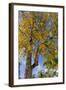 Tabula Tree Flowering in Spring in Key West, Florida, USA-Chuck Haney-Framed Photographic Print