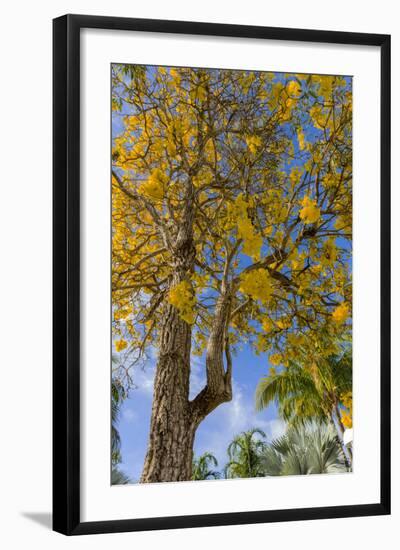 Tabula Tree Flowering in Spring in Key West, Florida, USA-Chuck Haney-Framed Photographic Print