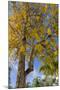 Tabula Tree Flowering in Spring in Key West, Florida, USA-Chuck Haney-Mounted Photographic Print