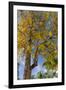 Tabula Tree Flowering in Spring in Key West, Florida, USA-Chuck Haney-Framed Photographic Print