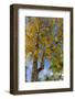 Tabula Tree Flowering in Spring in Key West, Florida, USA-Chuck Haney-Framed Photographic Print