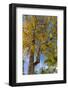 Tabula Tree Flowering in Spring in Key West, Florida, USA-Chuck Haney-Framed Photographic Print