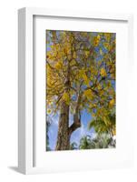 Tabula Tree Flowering in Spring in Key West, Florida, USA-Chuck Haney-Framed Photographic Print