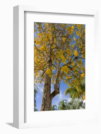 Tabula Tree Flowering in Spring in Key West, Florida, USA-Chuck Haney-Framed Photographic Print