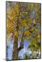 Tabula Tree Flowering in Spring in Key West, Florida, USA-Chuck Haney-Mounted Photographic Print