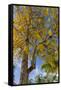 Tabula Tree Flowering in Spring in Key West, Florida, USA-Chuck Haney-Framed Stretched Canvas