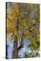 Tabula Tree Flowering in Spring in Key West, Florida, USA-Chuck Haney-Stretched Canvas