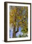 Tabula Tree Flowering in Spring in Key West, Florida, USA-Chuck Haney-Framed Photographic Print