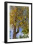 Tabula Tree Flowering in Spring in Key West, Florida, USA-Chuck Haney-Framed Photographic Print