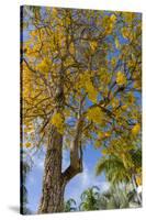 Tabula Tree Flowering in Spring in Key West, Florida, USA-Chuck Haney-Stretched Canvas