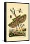 Tachinid Fly, 1833-39-null-Framed Stretched Canvas