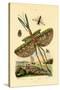 Tachinid Fly, 1833-39-null-Stretched Canvas