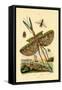 Tachinid Fly, 1833-39-null-Framed Stretched Canvas