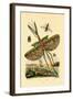 Tachinid Fly, 1833-39-null-Framed Giclee Print