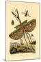 Tachinid Fly, 1833-39-null-Mounted Giclee Print