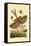 Tachinid Fly, 1833-39-null-Framed Stretched Canvas