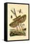 Tachinid Fly, 1833-39-null-Framed Stretched Canvas