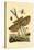 Tachinid Fly, 1833-39-null-Stretched Canvas