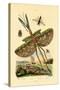 Tachinid Fly, 1833-39-null-Stretched Canvas