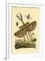 Tachinid Fly, 1833-39-null-Framed Giclee Print