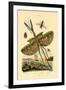 Tachinid Fly, 1833-39-null-Framed Giclee Print