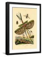 Tachinid Fly, 1833-39-null-Framed Giclee Print