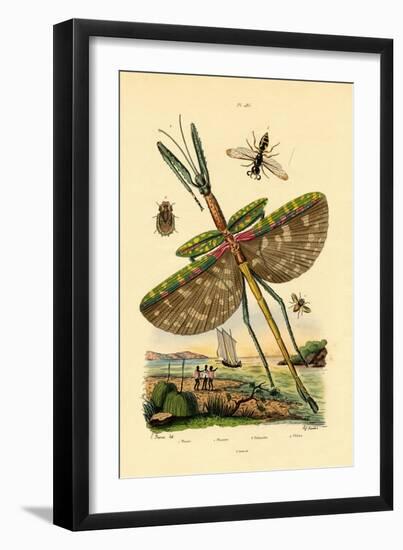 Tachinid Fly, 1833-39-null-Framed Giclee Print