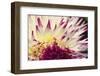 Tacoma, Washington State, USA. Close-up of an Anna Mari dahlia-Janet Horton-Framed Photographic Print