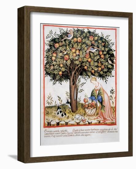 Tacuinum Sanitatis. Late Xiv Century. Picking Bitter Pomegranate-null-Framed Giclee Print