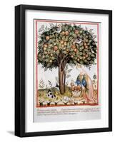 Tacuinum Sanitatis. Late Xiv Century. Picking Bitter Pomegranate-null-Framed Giclee Print