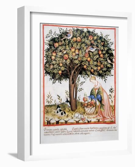 Tacuinum Sanitatis. Late Xiv Century. Picking Bitter Pomegranate-null-Framed Giclee Print