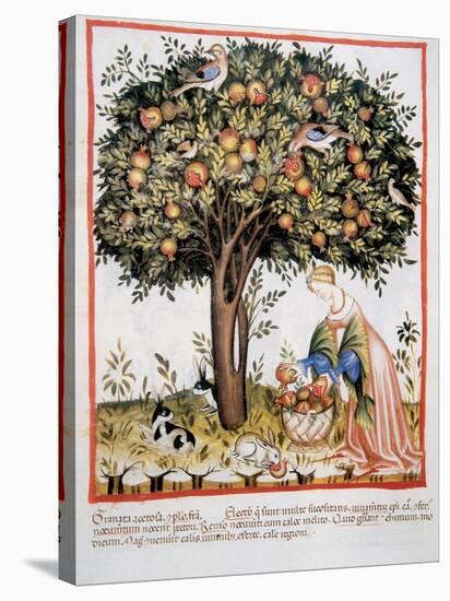 Tacuinum Sanitatis. Late Xiv Century. Picking Bitter Pomegranate-null-Stretched Canvas