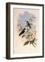 Taczanowski's Emerald, Agyrtria Taczanowskii-John Gould-Framed Giclee Print