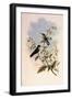 Taczanowski's Emerald, Agyrtria Taczanowskii-John Gould-Framed Giclee Print