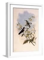 Taczanowski's Emerald, Agyrtria Taczanowskii-John Gould-Framed Giclee Print