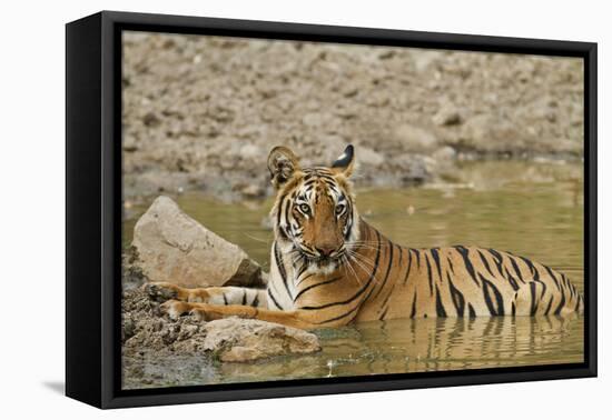 Tadoba Andheri Tiger Reserve, India-Jagdeep Rajput-Framed Stretched Canvas